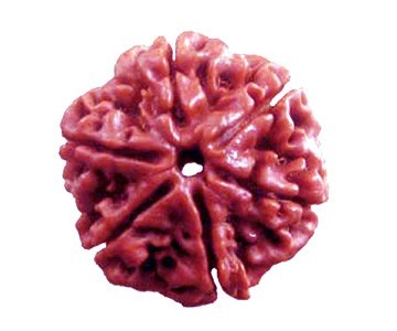 6 mukhi rudraksha