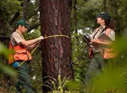 Forest Inventory Services