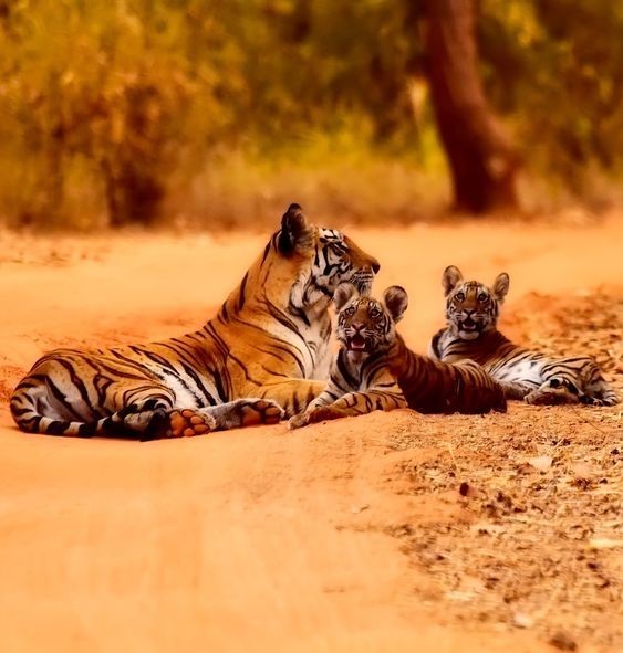 Ranthambore National Park