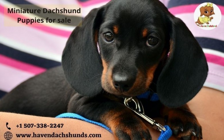 Miniature Dachshund Puppies for sale