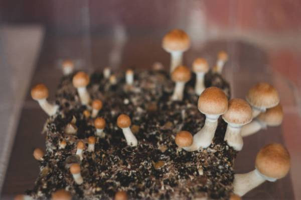 Buy Psilocybe Cubensis online