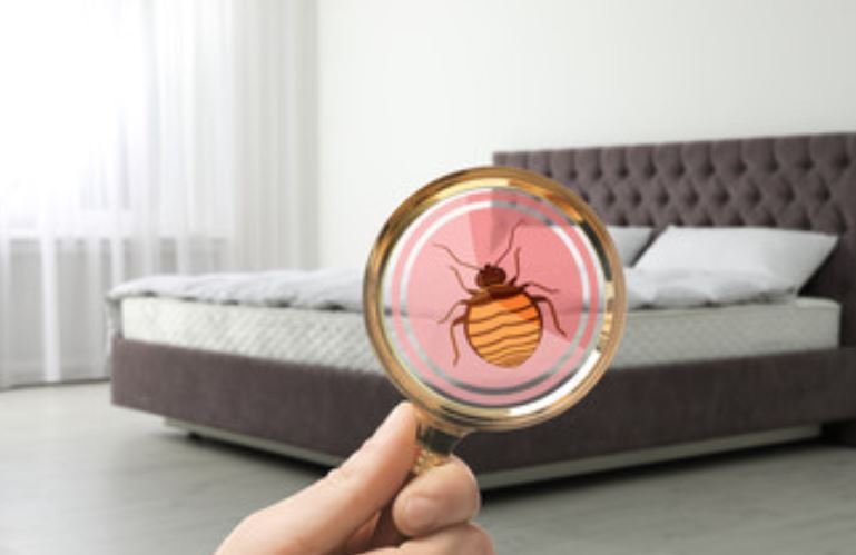 Bed Bugs Exterminators