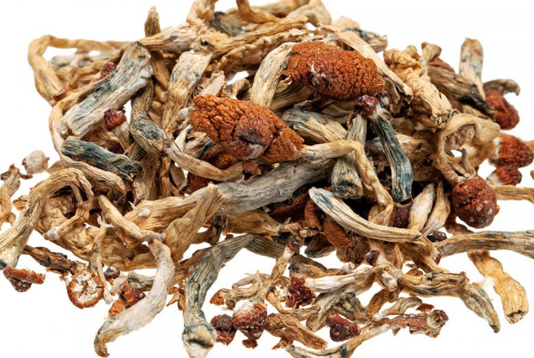 Dried Psilocybin Mushrooms