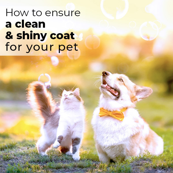 Ensure-A-Clean-And-Shiny-Coat-For-Your-Pet.jpg