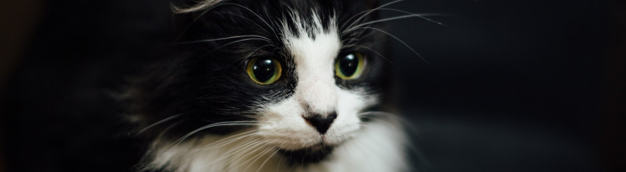 thecatcare