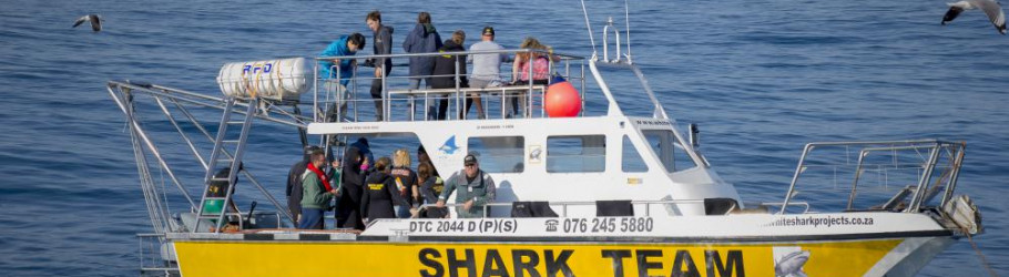 whitesharkprojects