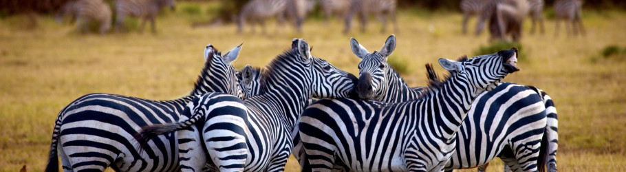 African Scenic Safari