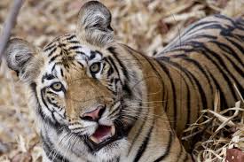                       Pune digital bird photography training