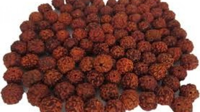 Buy Original 6 Mukhi Java Rudraksha | Six-Face Rudraksha Beads Online Available at Rudraksha-Gemstone.com