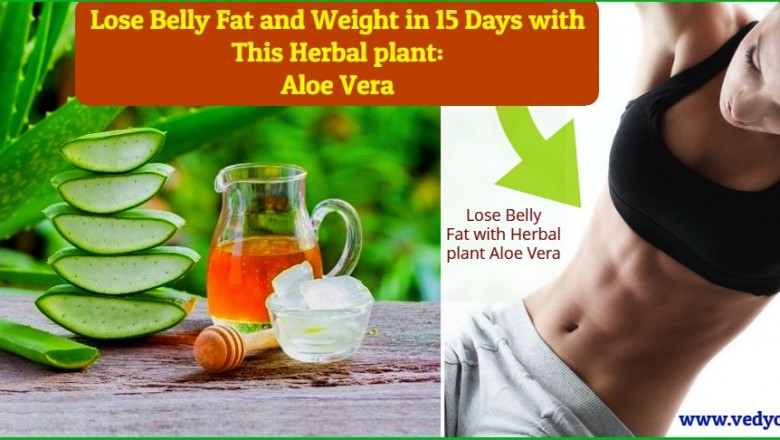 How to Lose Belly Fat and Weight in 15 Days with This Herbal plant: Aloe Vera
