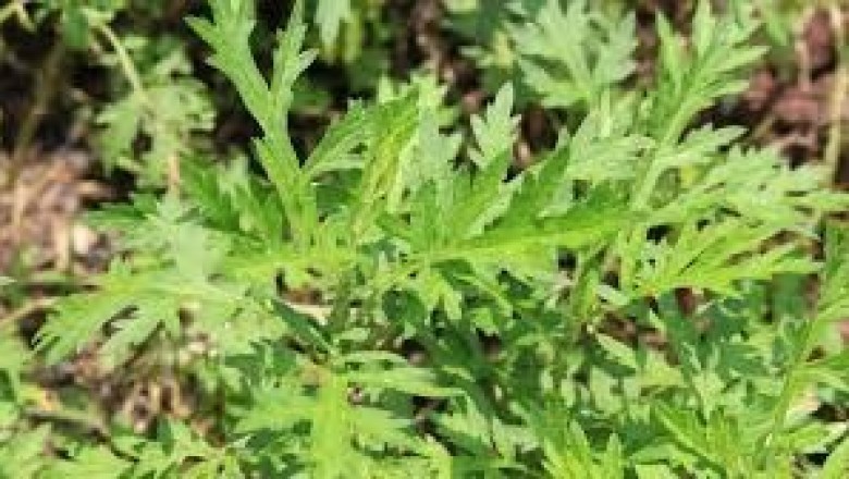 What is Mugwort