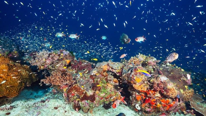 Find The Best Marine Life Photography Service Provider 