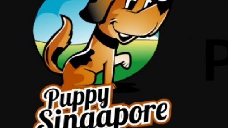 Puppies For Sale: Steps To Follow When Getting Puppies
