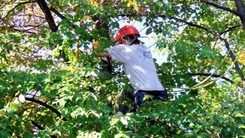 Covington Tree Removal | Tree and Stump services