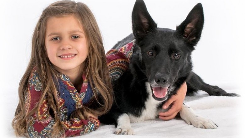 Rising Sun Farm Inc | Blue Merle Border Collies Puppies for Sale 