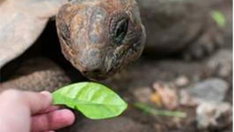 Just how much Do Turtles Eat?