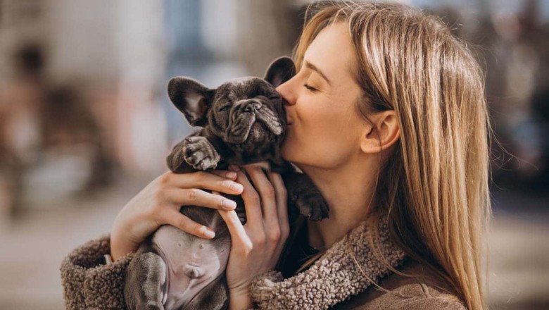 New York Poodle Puppies