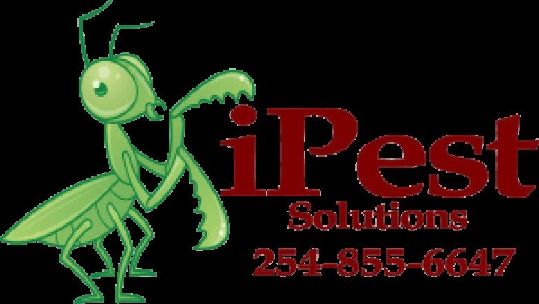 Waco Bee Removal services TX