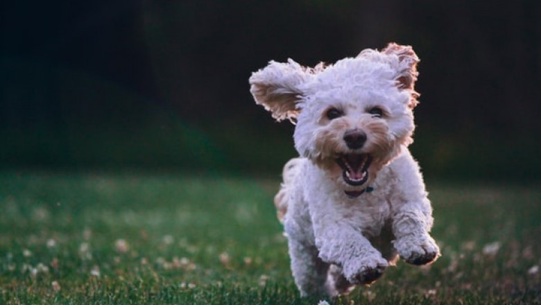 What to Consider Before Buying Dog Cages