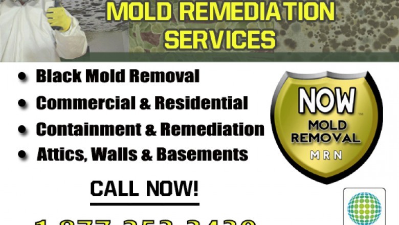 Mold Growth and Expert Mold Removal