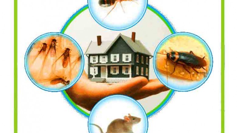 Why Take into consideration Pest Control Services?