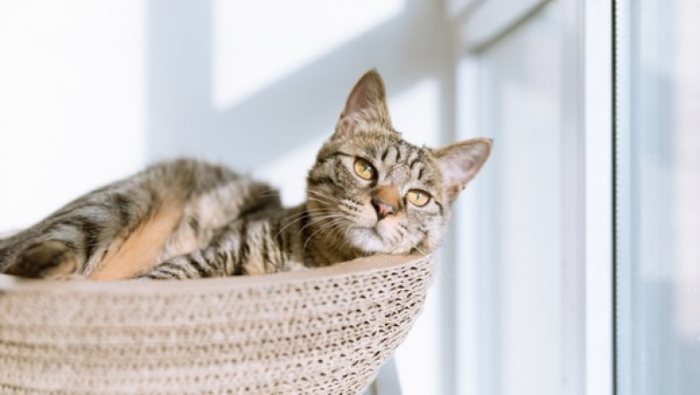 How Important Is a Cat scratching Post for Your House?