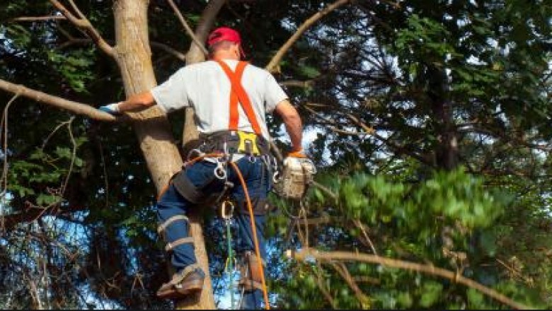Tree Trimmers