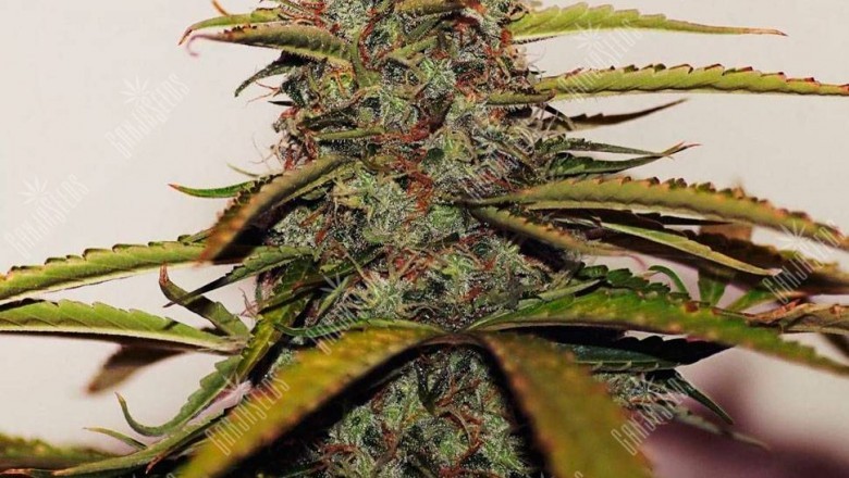 9 Nutritional Benefits of Hemp Seeds