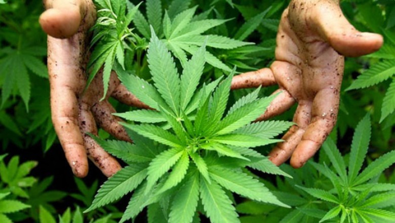 Advantages of Growing Hemp