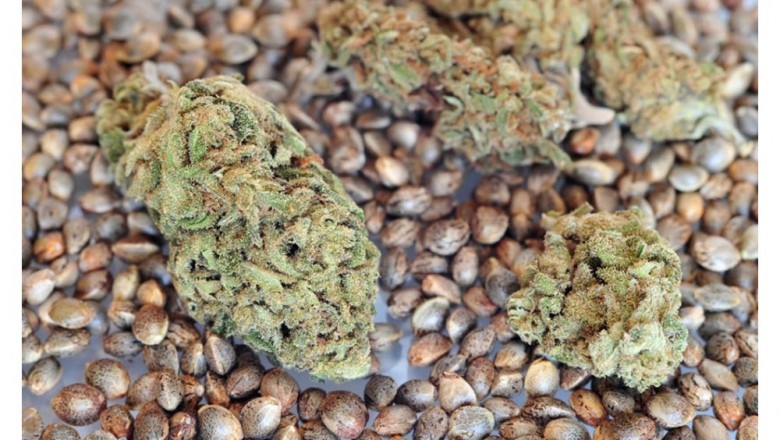 Hemp Seeds Will be the Most Complete Food