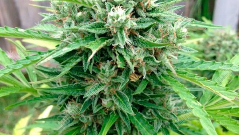 THE HEALTH BENEFITS OF HEMP SEEDS