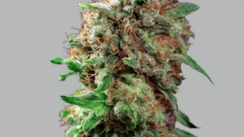 The Power Of Hemp Seeds