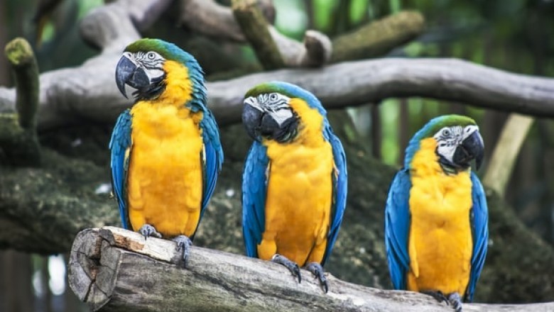 How Do Luxury Bird Cages Look Like?