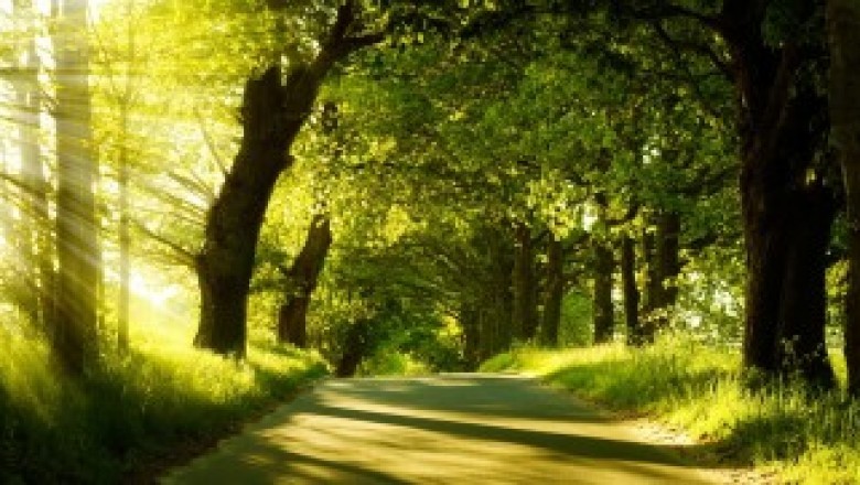Tree Removal Mandeville | Mandeville Tree Removal