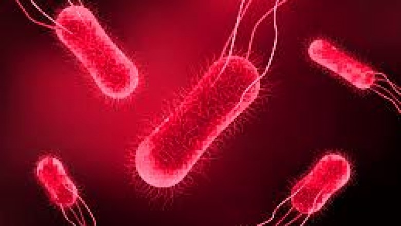 Widal Test for Typhoid Fever