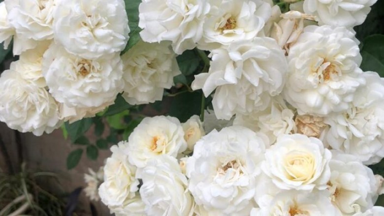 Findus - Directory Listing WordPress Theme