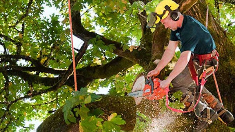 Professional Tree Removal Experts