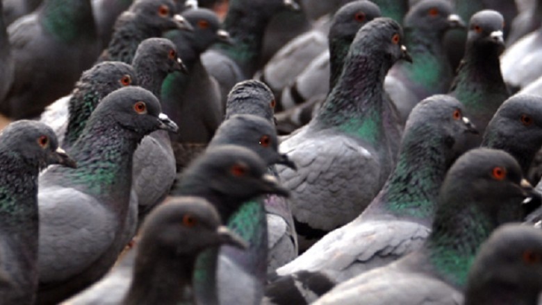 Pest Control Stratford Upon Avon