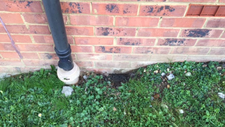 Pest Control West London