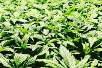 Antibacterial Hemp Oil
