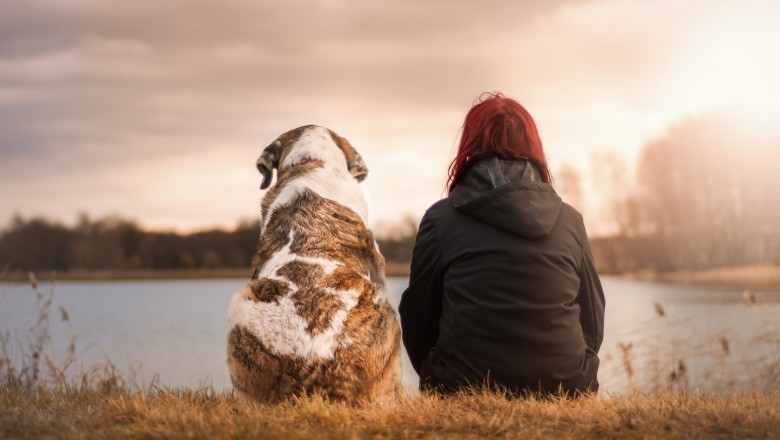 Top 10 Dog Breeds of 2020 - Cats and Dogs Rock