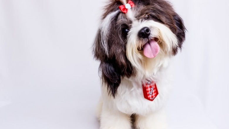 What to Consider when Shopping for Dog Clippers Online?