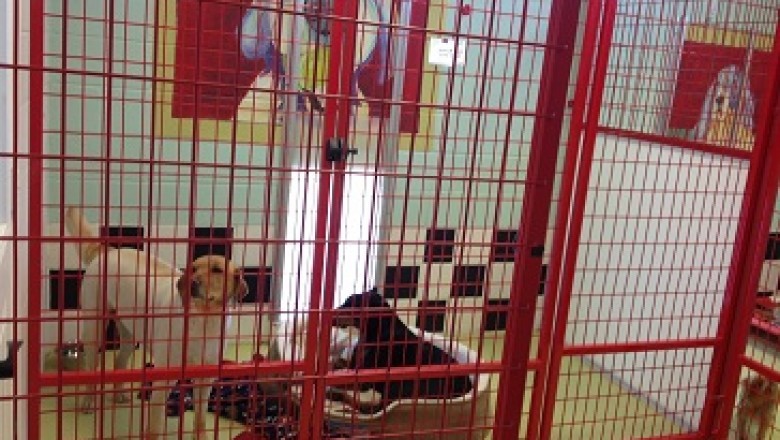 Why should you get your pet professionally groomed?
