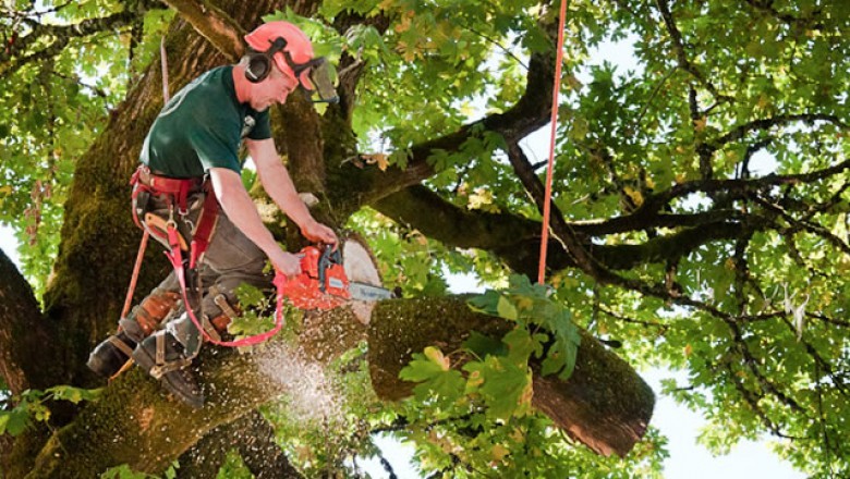 Tree Removal Picayune | Tree & Stump Services