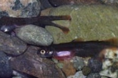 Feed Premix Market: Growth Opportunities Created by COVID-19 Outbreak!