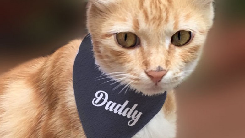 Buy Personalized Cat Bandana Gifts Online India | Customized Gift