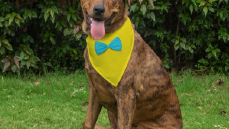 Buy Personalized Dog Bandana Gifts Online India | Customized Gift