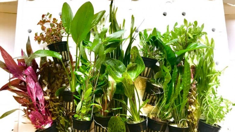 Aquarium Plants - Aquarium Planting Basics