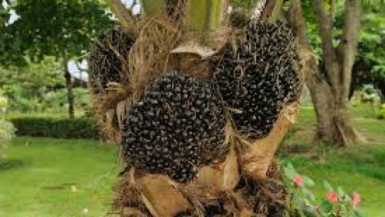 Coconut Derivatives Market Is Bound To Make An Impact In Your Business !
