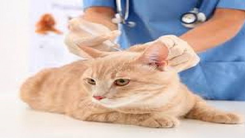 Canada Animal Vaccine Market Trends, Size, Forecast - 2019-2025